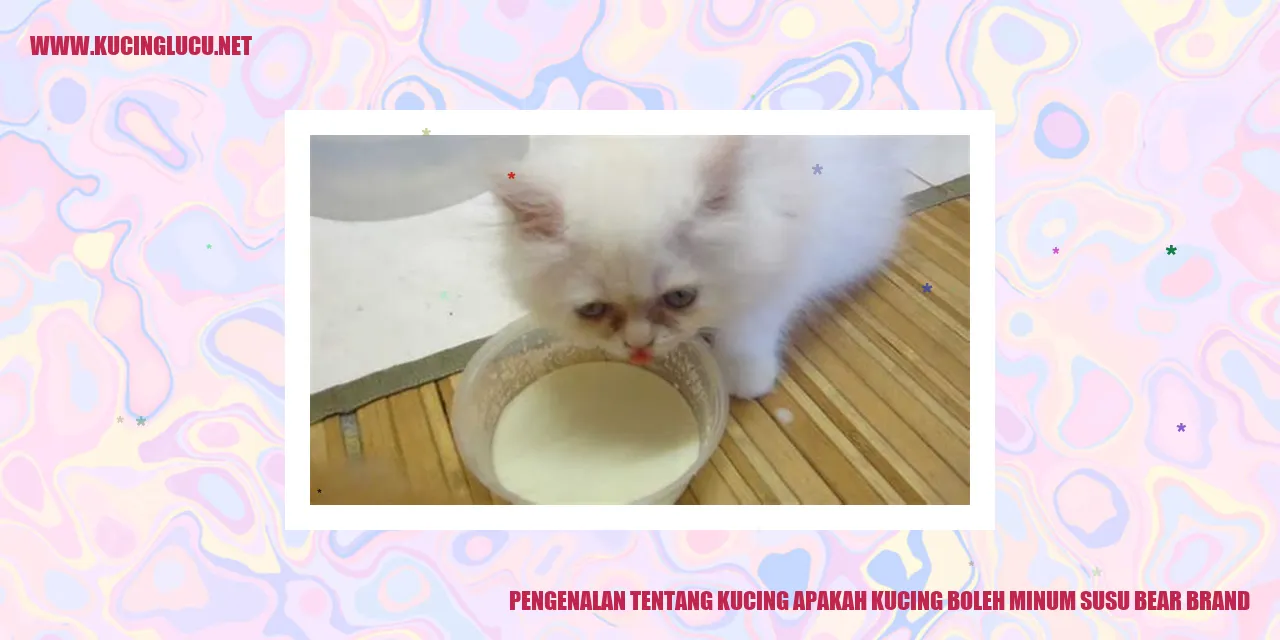 Gambar Kucing
