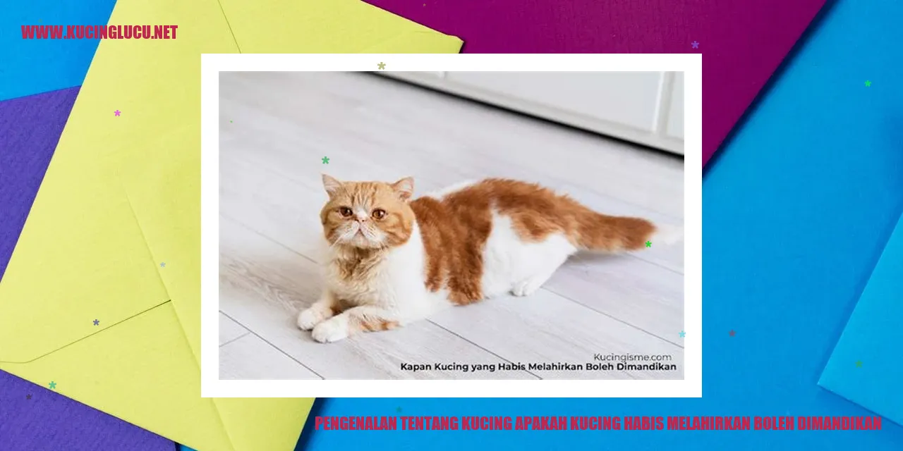 Gambar seekor kucing sedang mandi