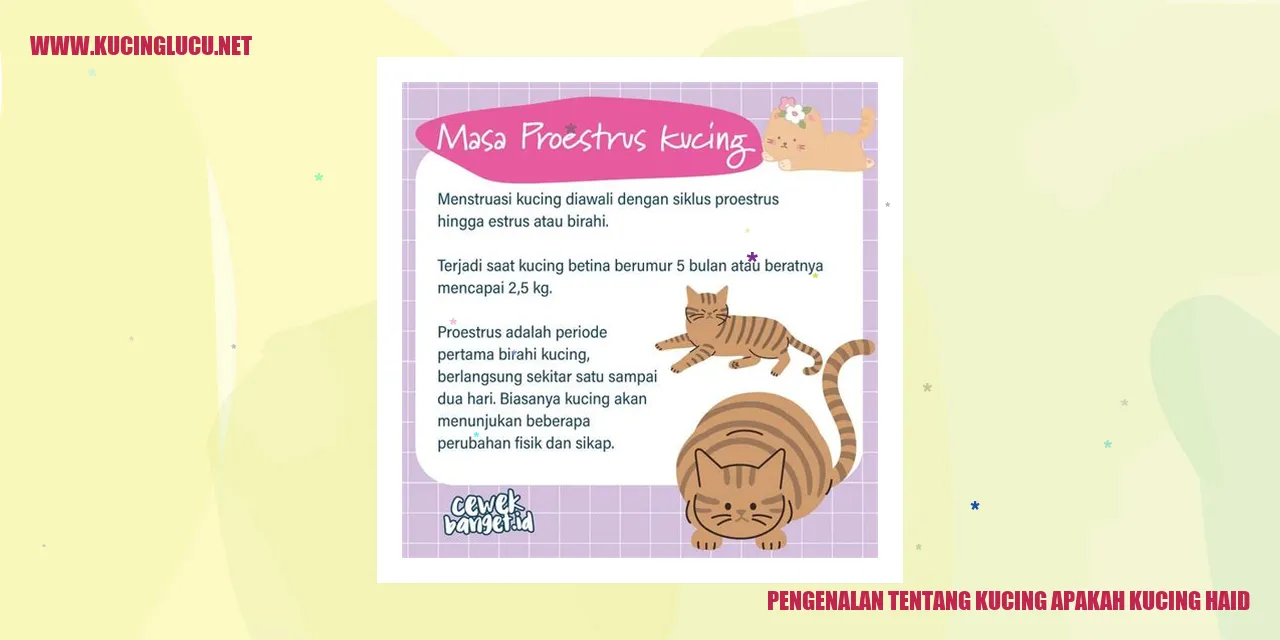 Foto Kucing