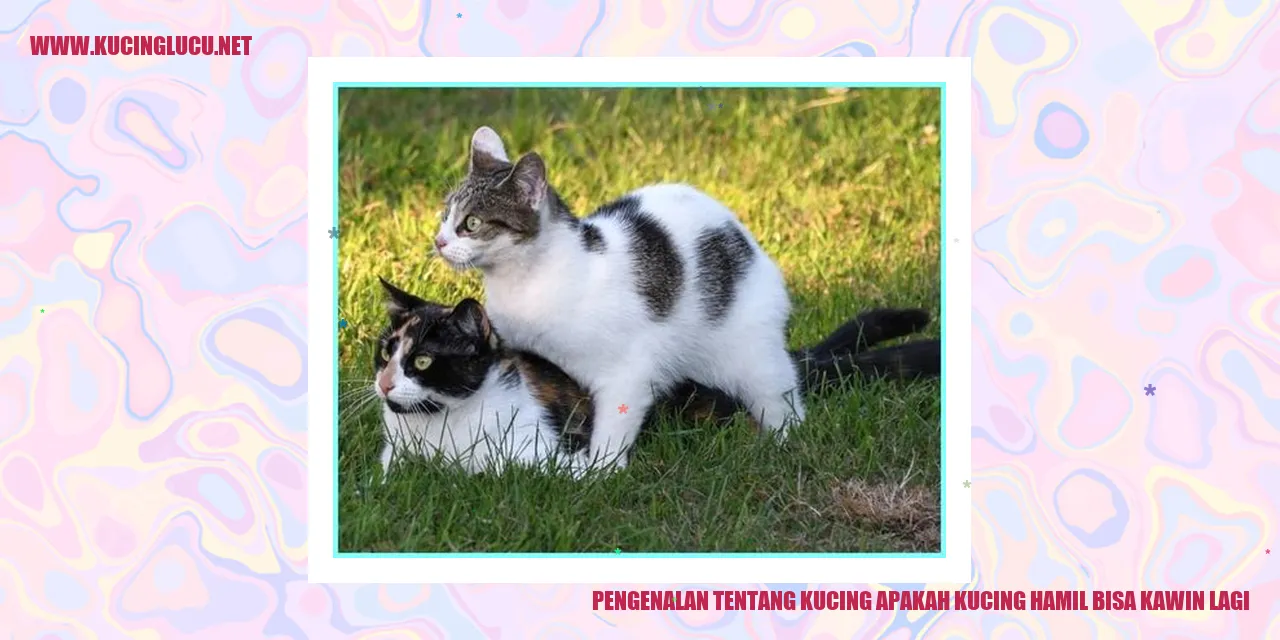 Kucing hamil bisa kawin lagi