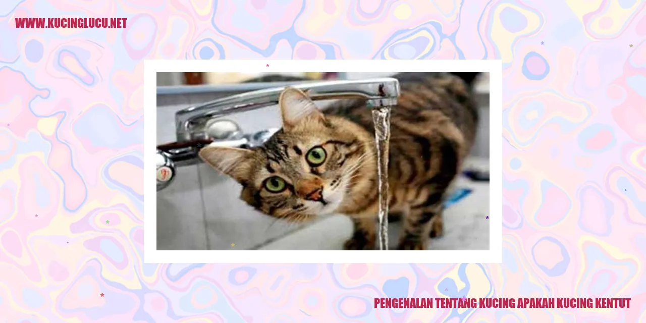 Kucing Lucu