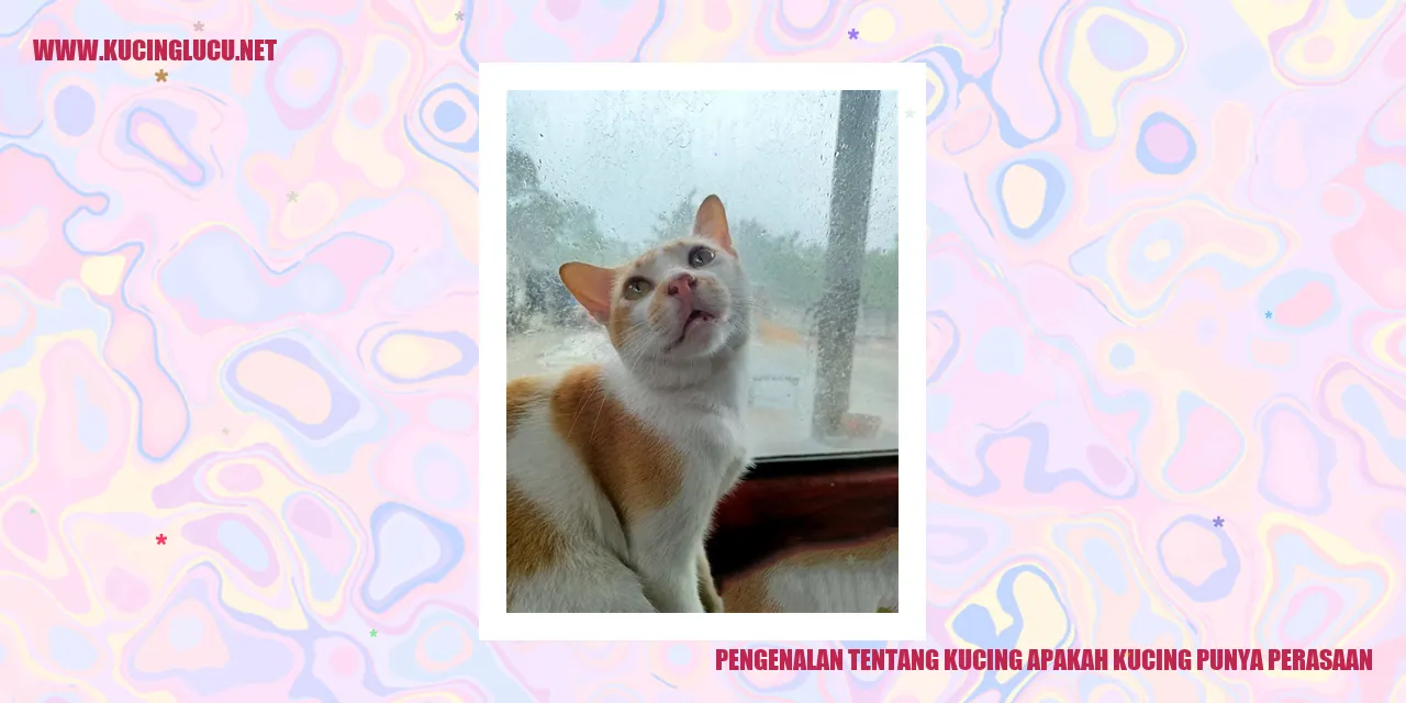 Gambar Kucing