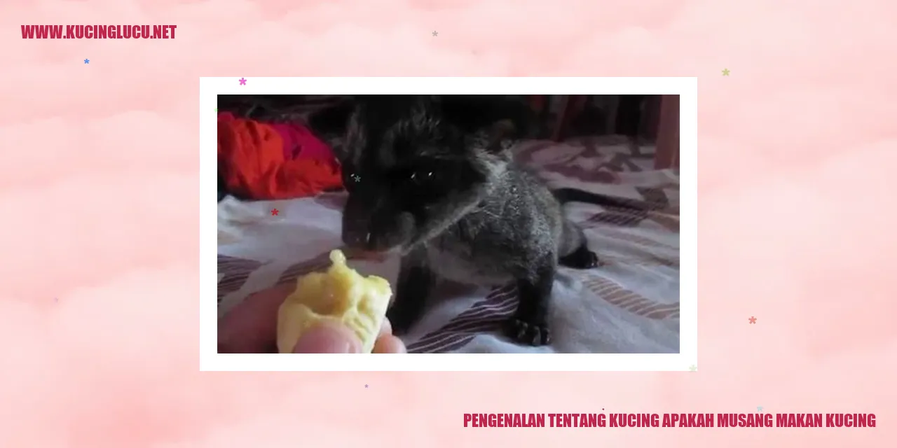 Gambar Kucing