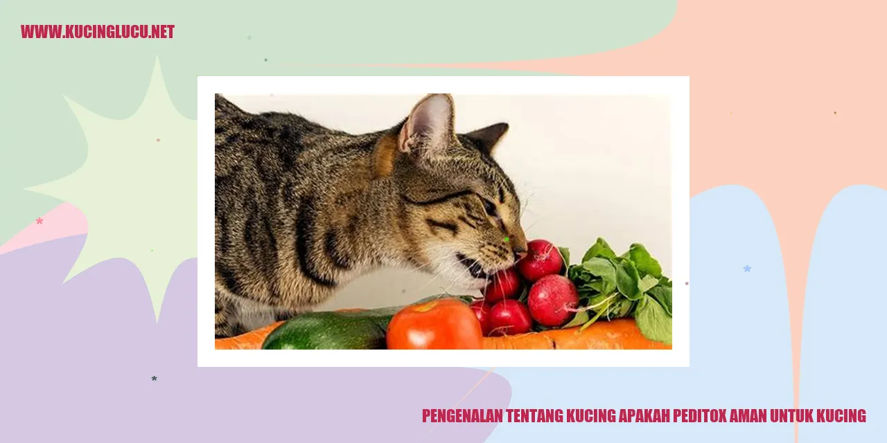 Gambar Lucu Kucing