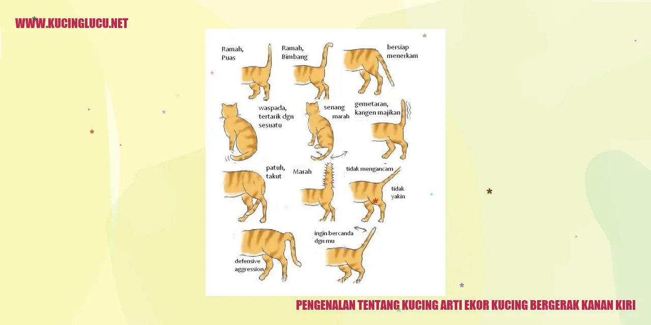 Gambar kucing yang sedang bergerak
