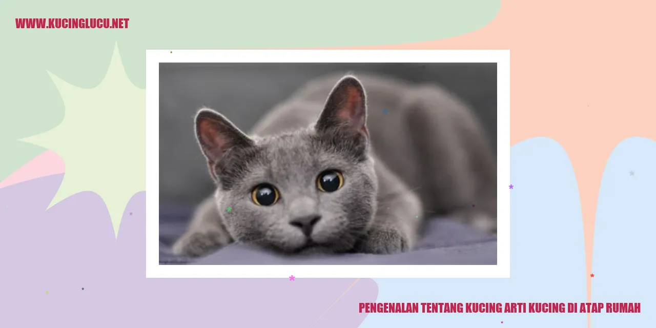 kucing di atap rumah