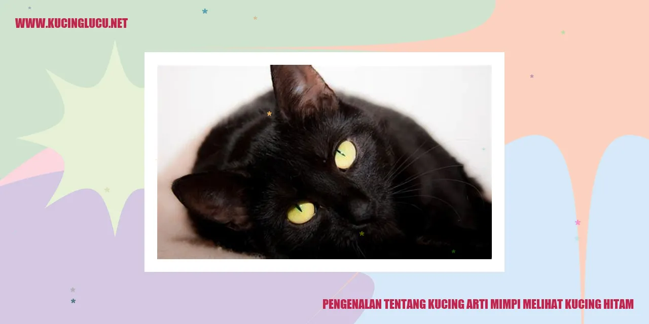 Gambar Kucing Hitam