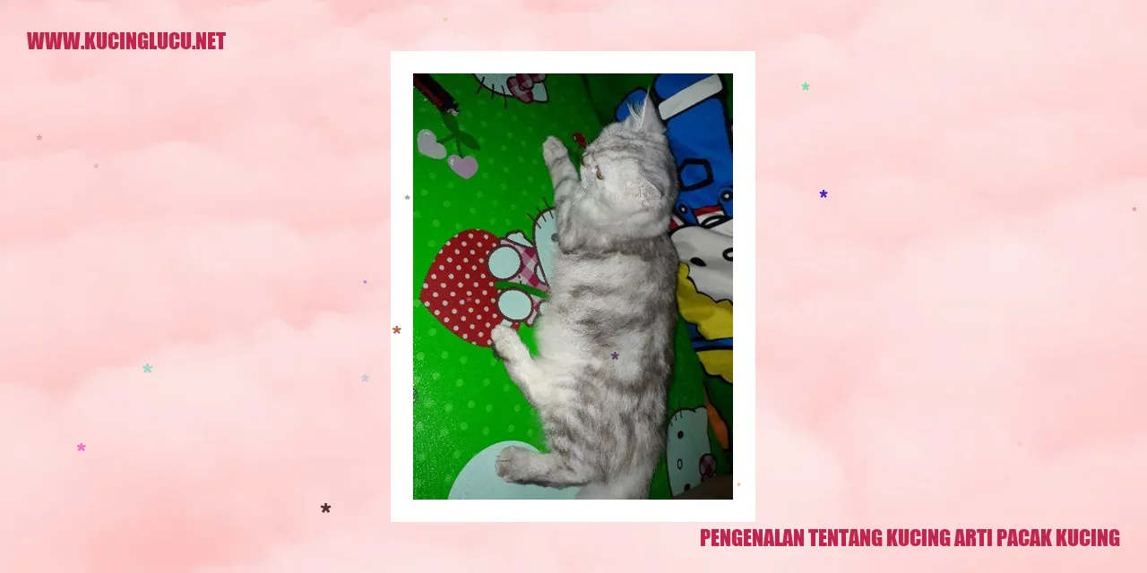 Kucing Pacak