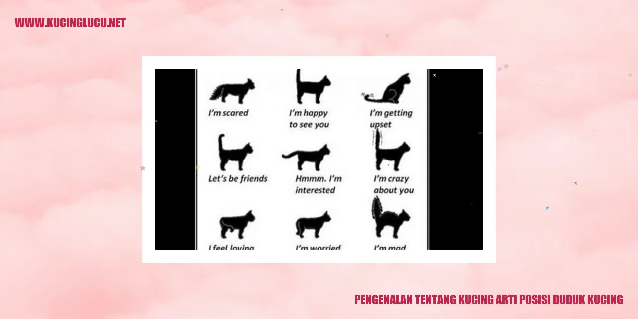 Pengenalan tentang Kucing arti posisi duduk kucing