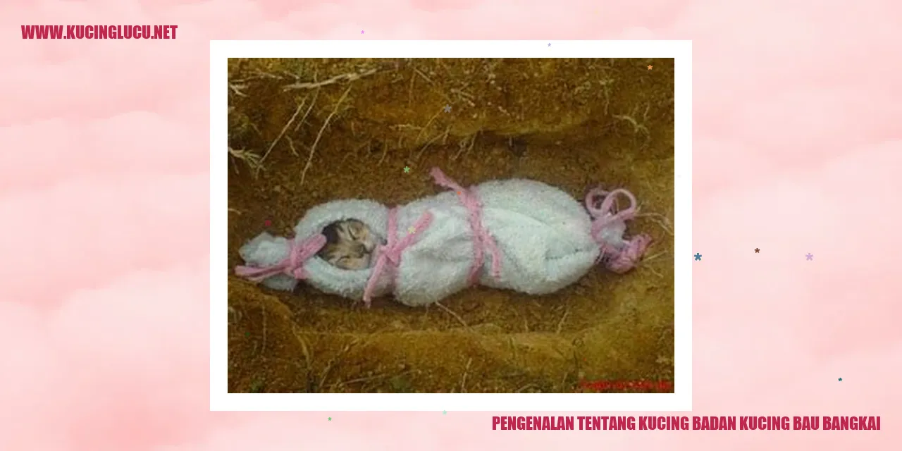 Kucing Badan Kucing Bau Bangkai