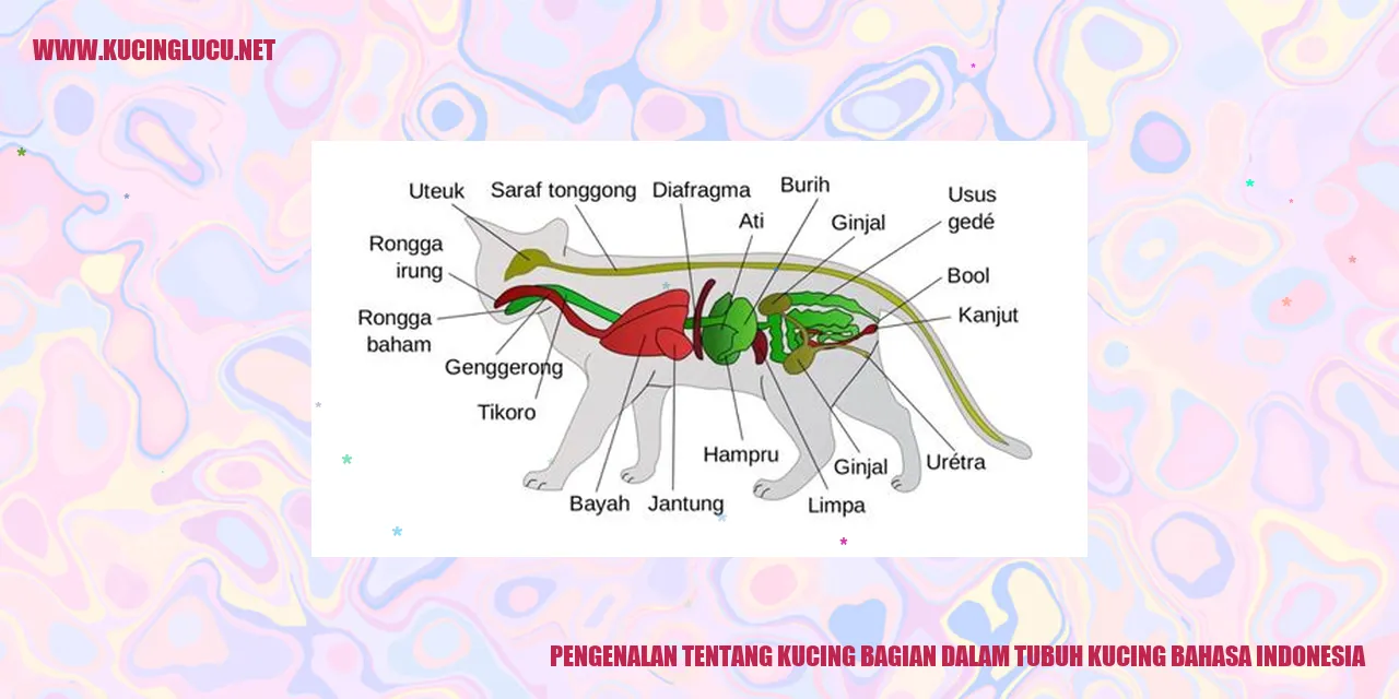 Gambar kucing