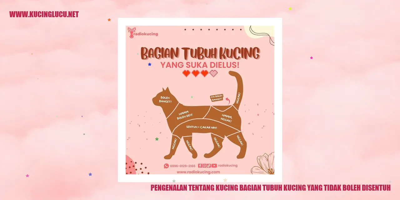 Gambar Kucing