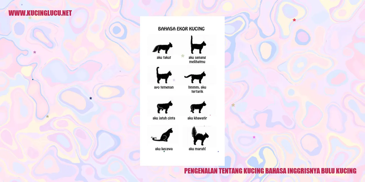 Gambar Kucing dengan Bulu Indah