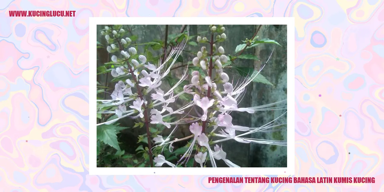 Kucing
