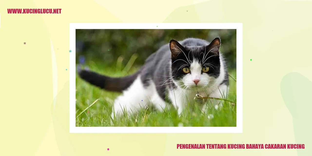 Kucing Melakukan Cakaran