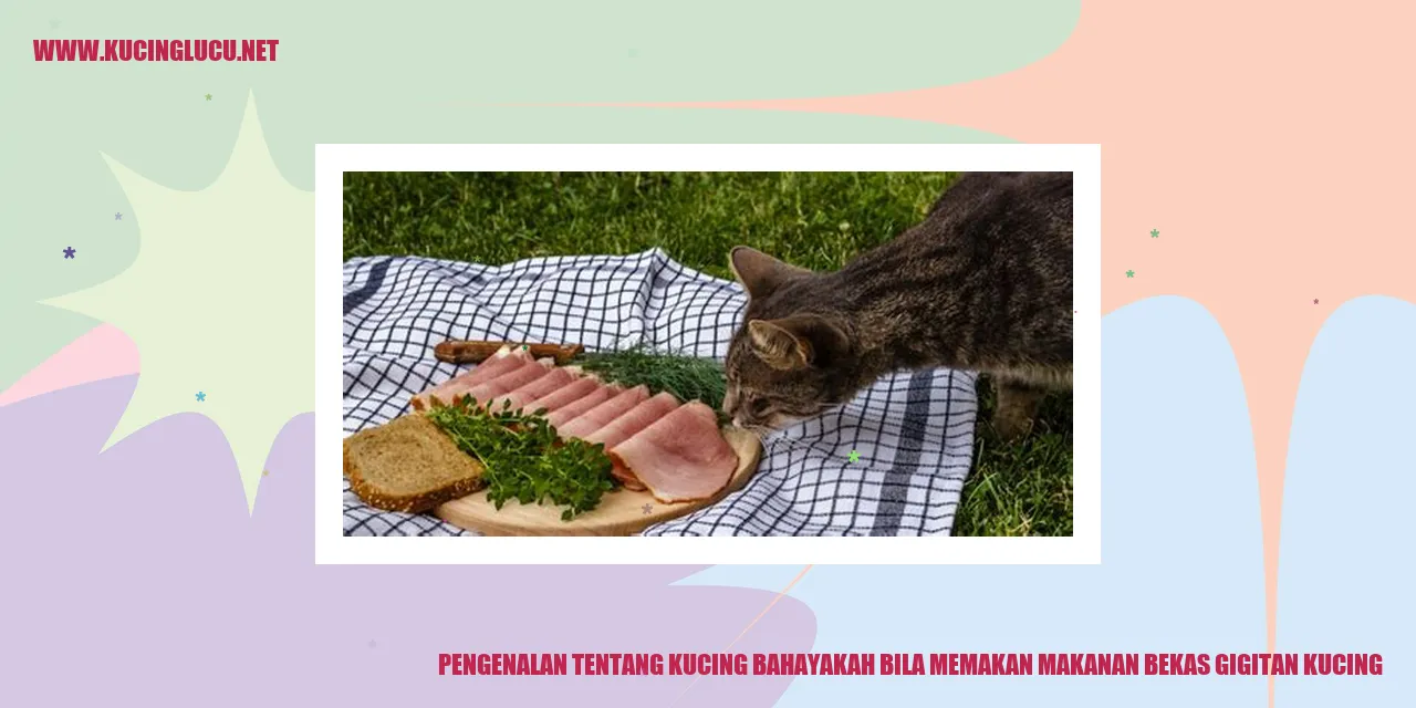 Gambar Kucing
