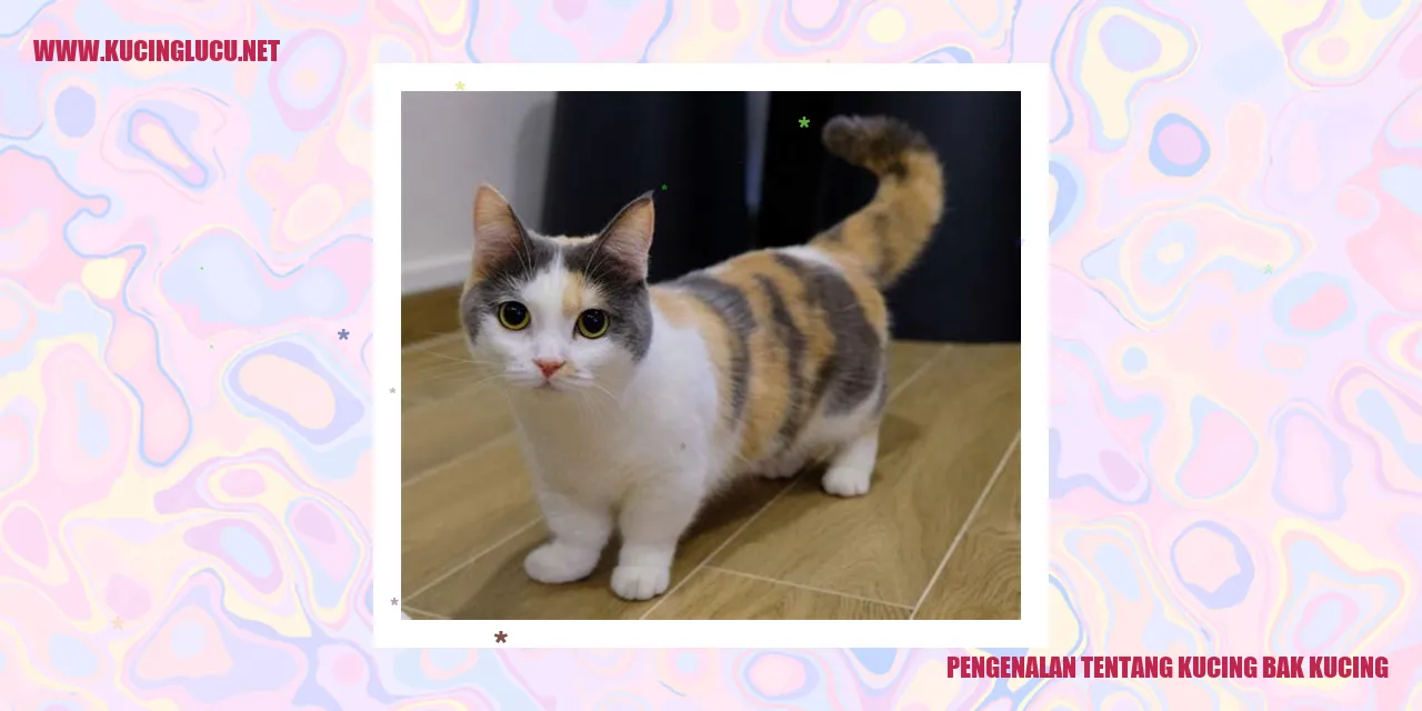 Gambar Kucing