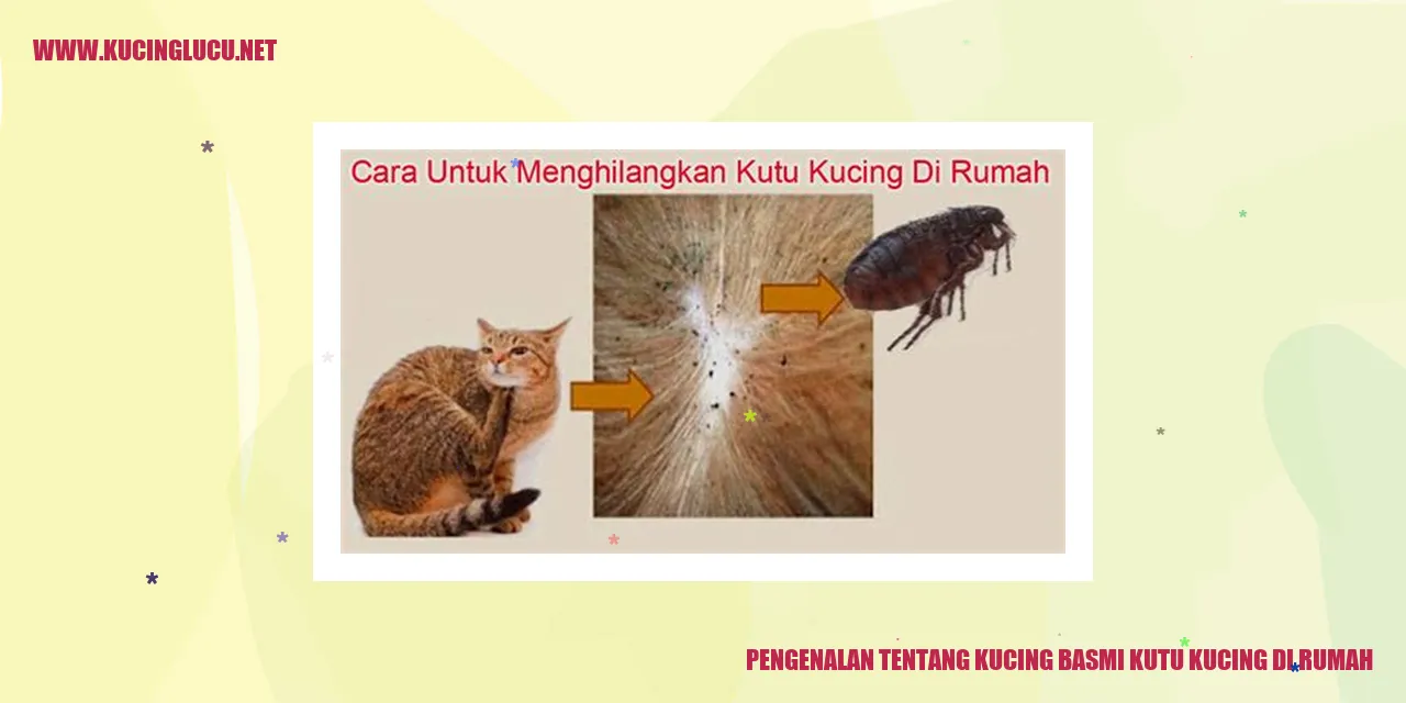 Gambar lucu kucing