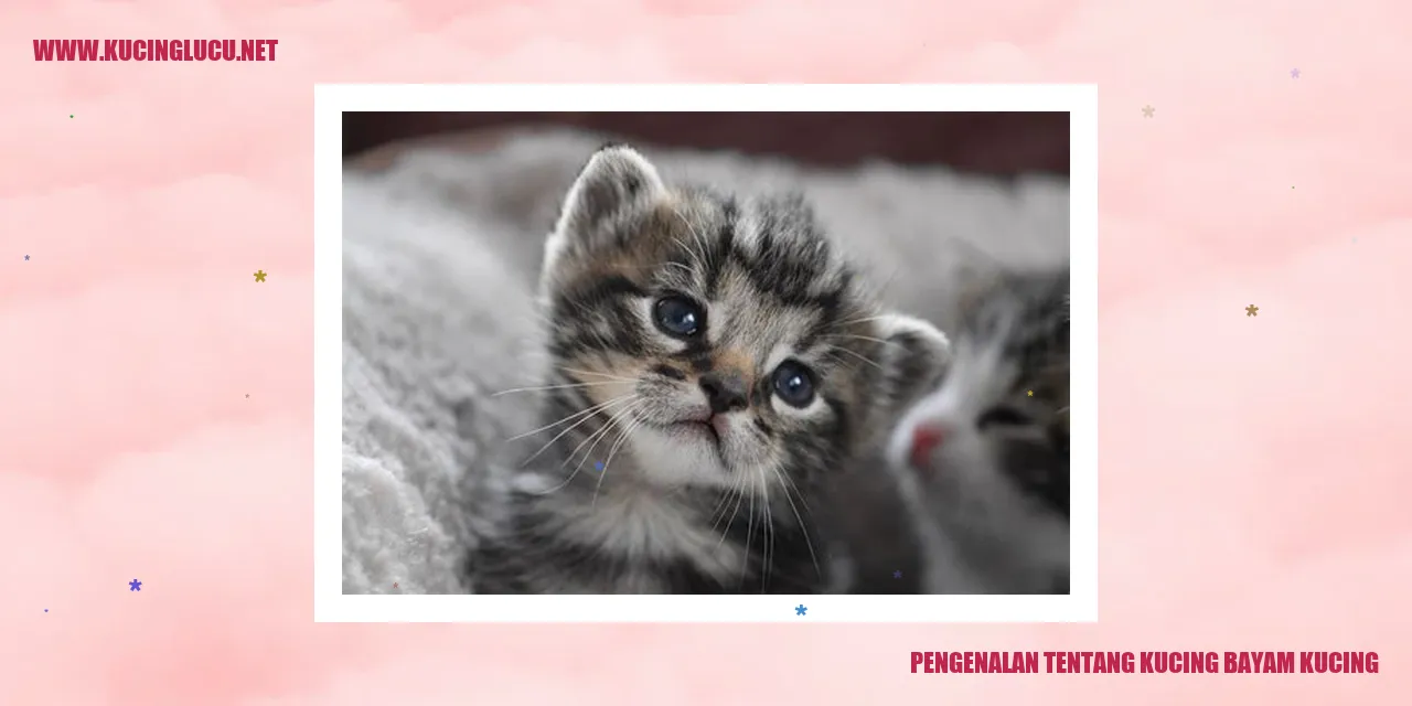 Gambar Kucing Bayam Kucing