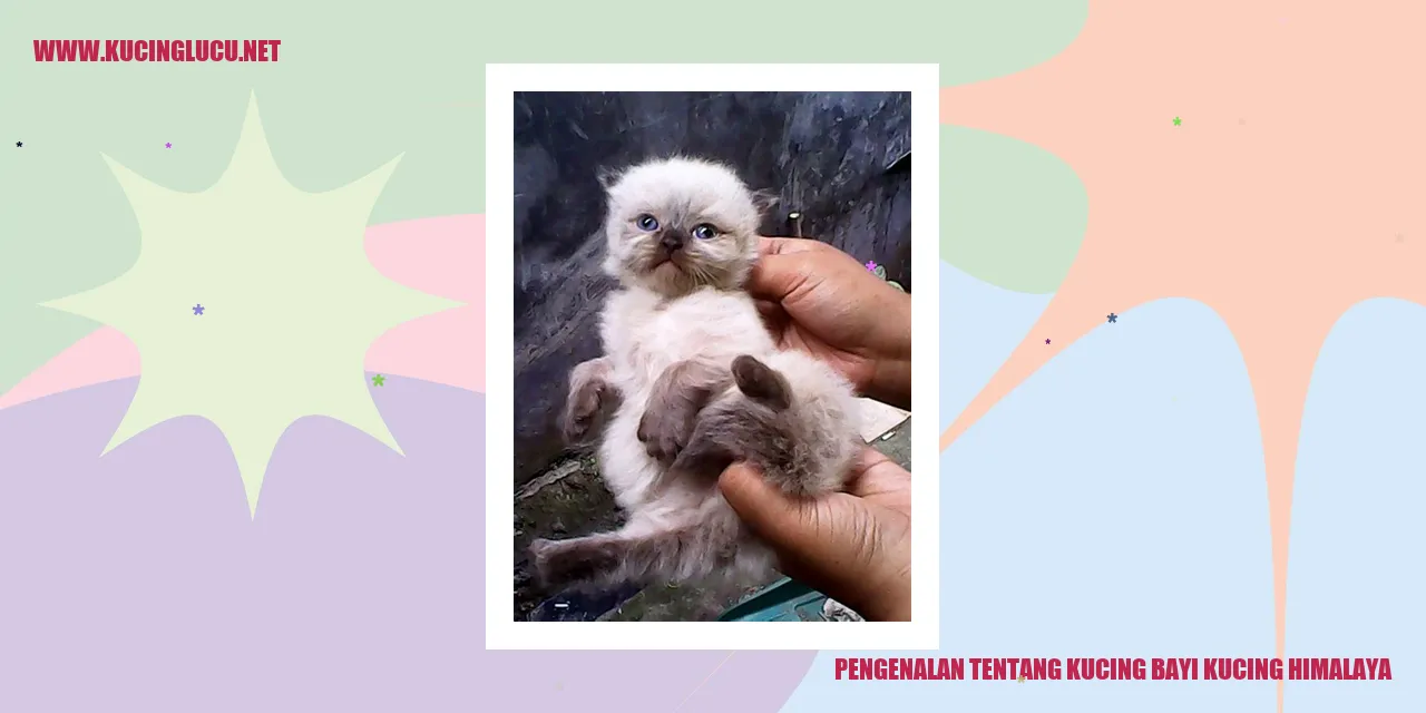 Foto Kucing Himalaya