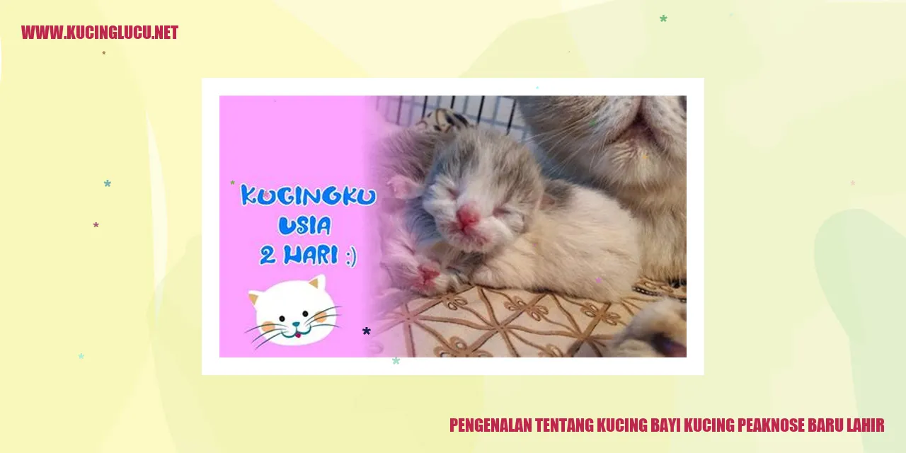 Kucing Mungil Pekenose