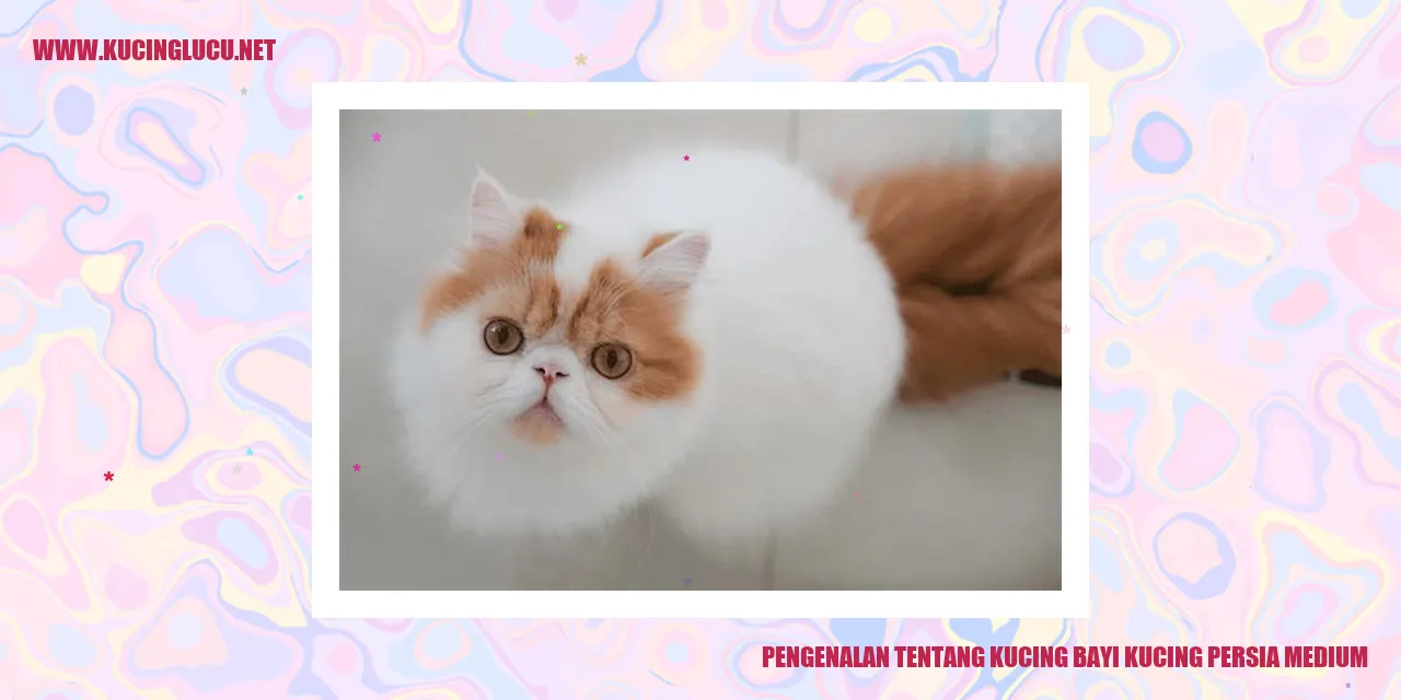 Gambar Kucing Persia Medium