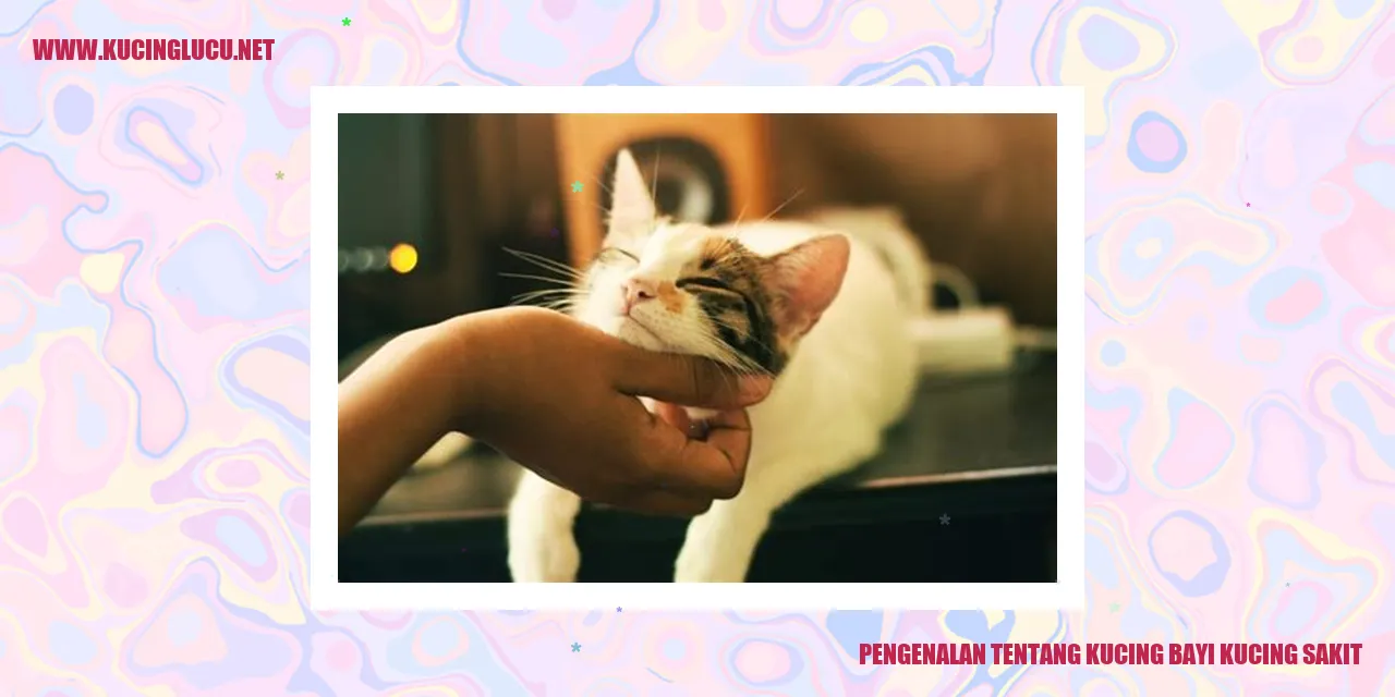 Kucing Bayi dan Kucing Sakit
