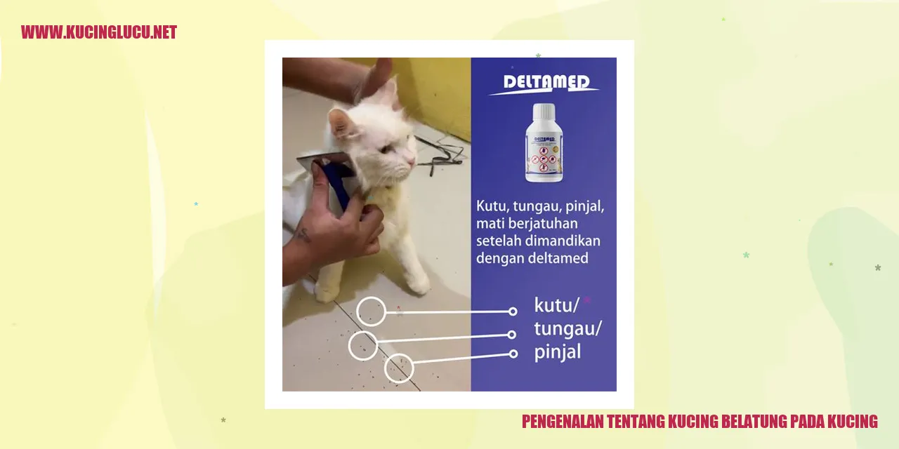 Kucing Belatung