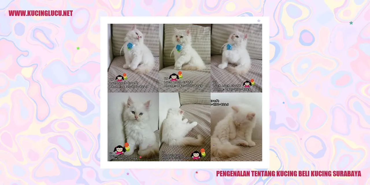 Gambar Kucing Beli Kucing Surabaya
