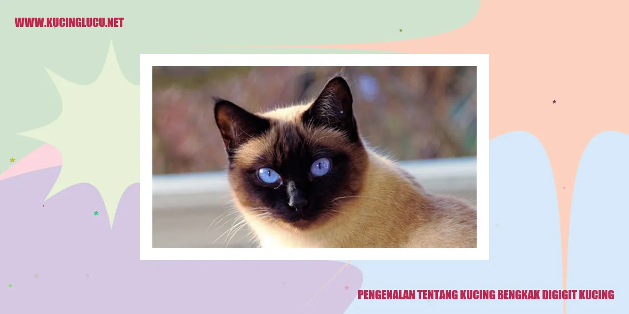 Kucing bengkak digigit kucing