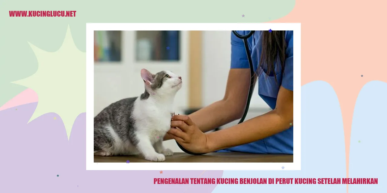 Gambar kucing setelah melahirkan