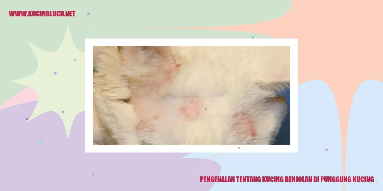 Kucing Benjolan di Punggung