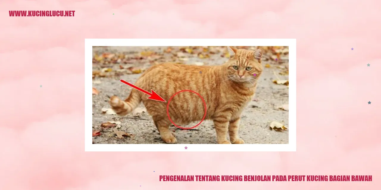 Pengenalan tentang Kucing Benjolan pada Perut Kucing Bagian Bawah