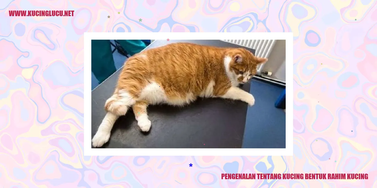 bentuk rahim kucing