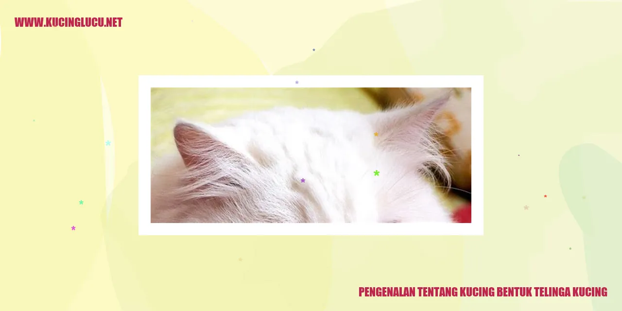 Berbagai Bentuk Telinga Kucing