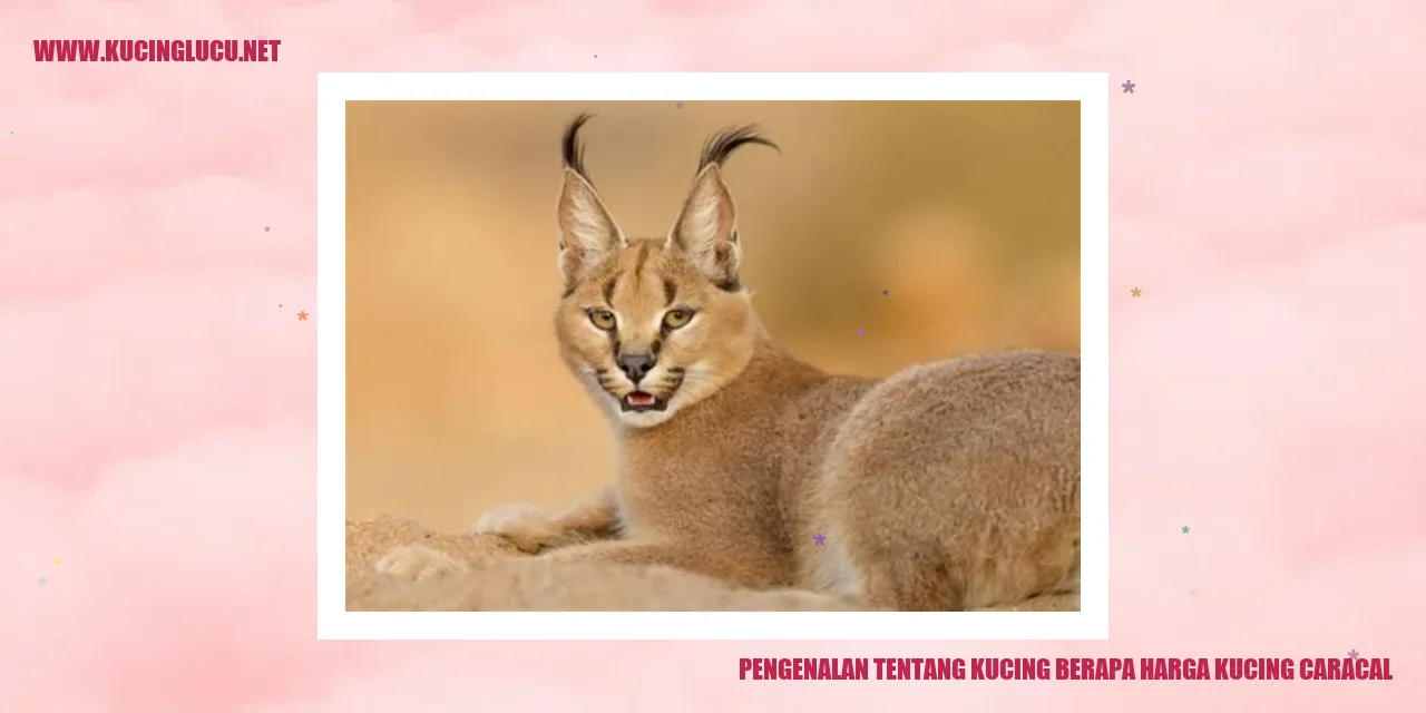 Gambar Kucing Caracal