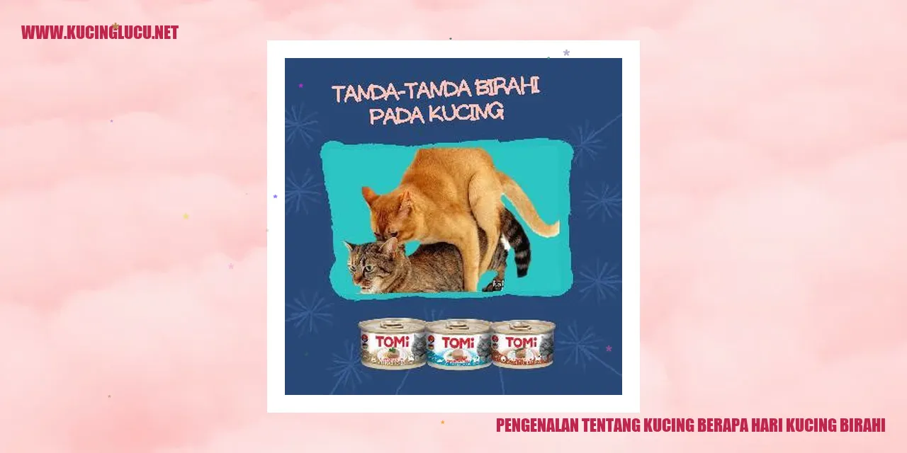 Gambar Kucing yang Sedang Berahi