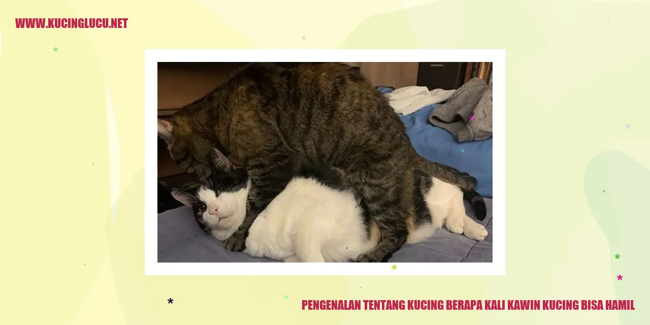Gambar Kucing