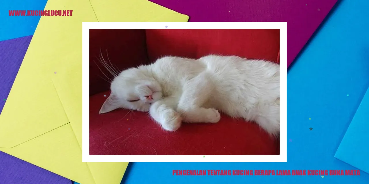 Anak kucing yang baru membuka matanya