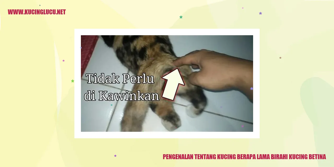 Pengenalan tentang Kucing berapa lama birahi kucing betina