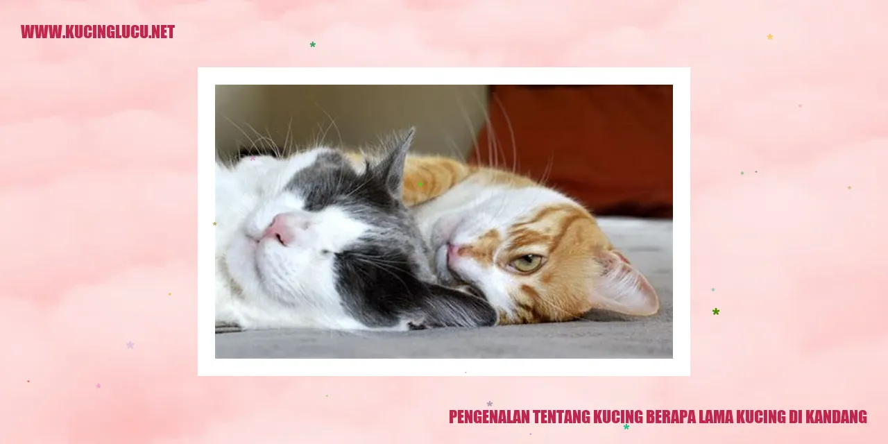 Gambar kucing di kandang