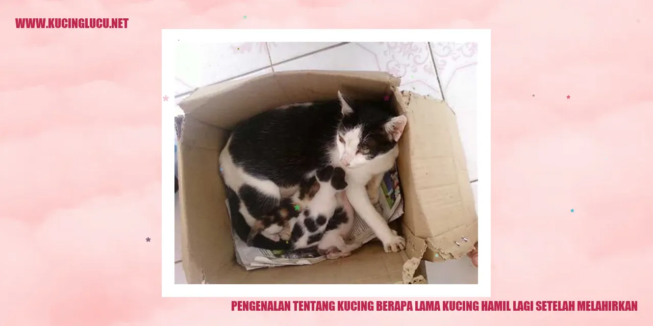 Gambar Kucing