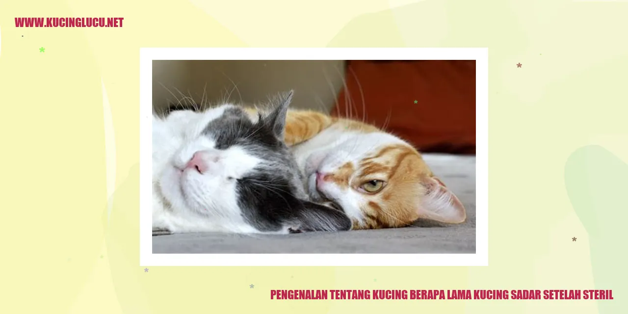 Gambar Kucing
