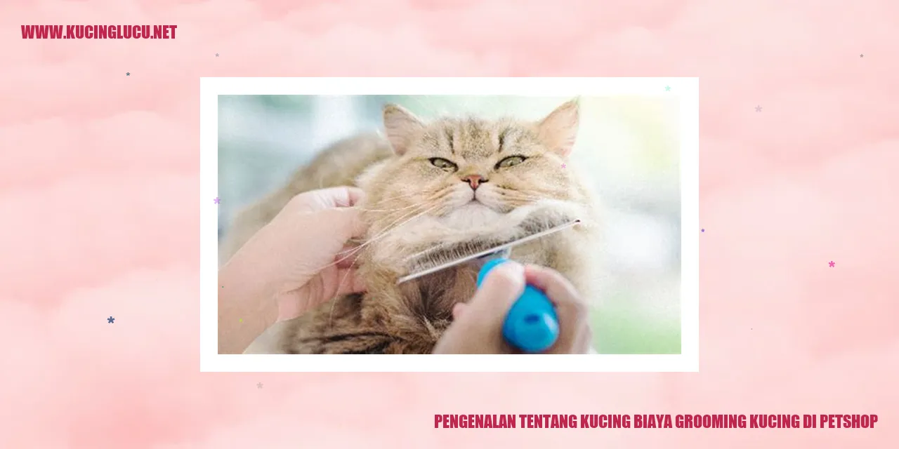 Grooming Kucing di Petshop
