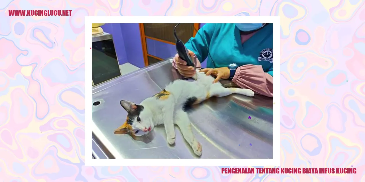 Gambar kucing sedang mendapatkan infus