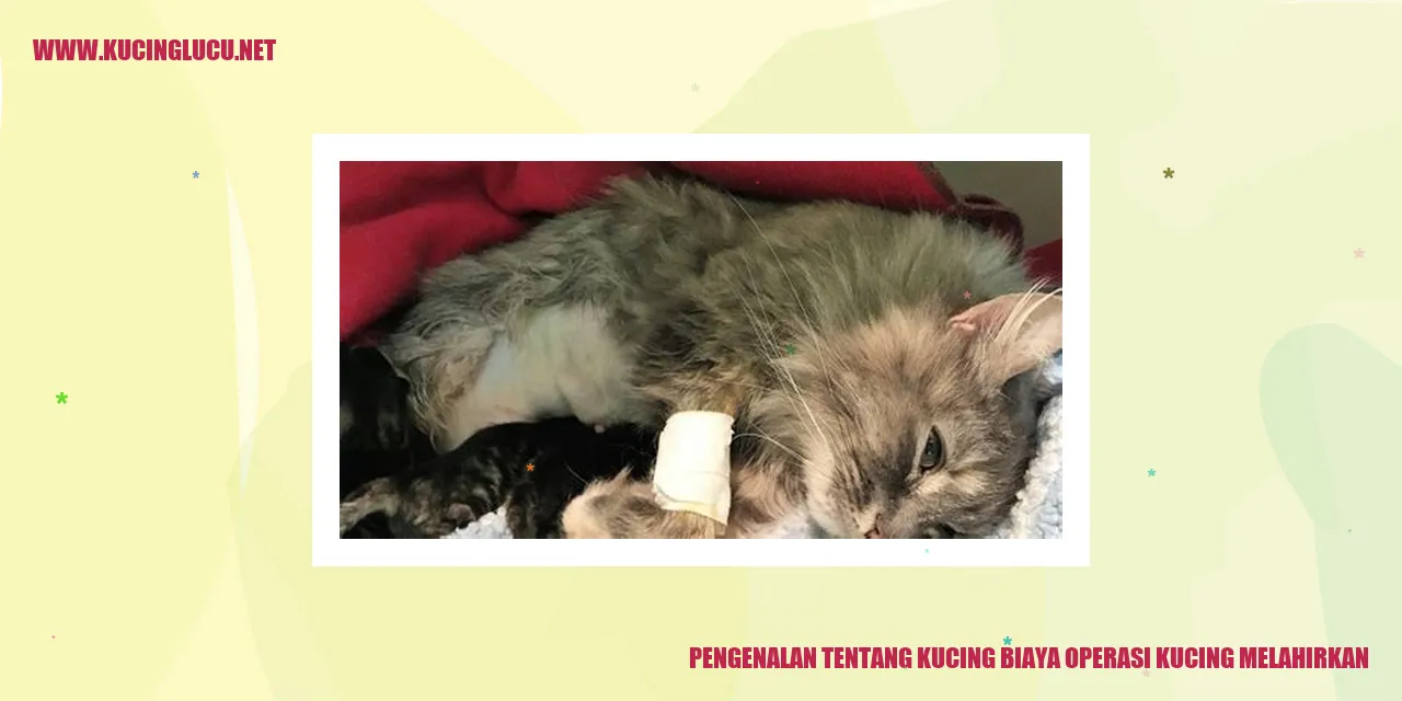 Kucing Melahirkan