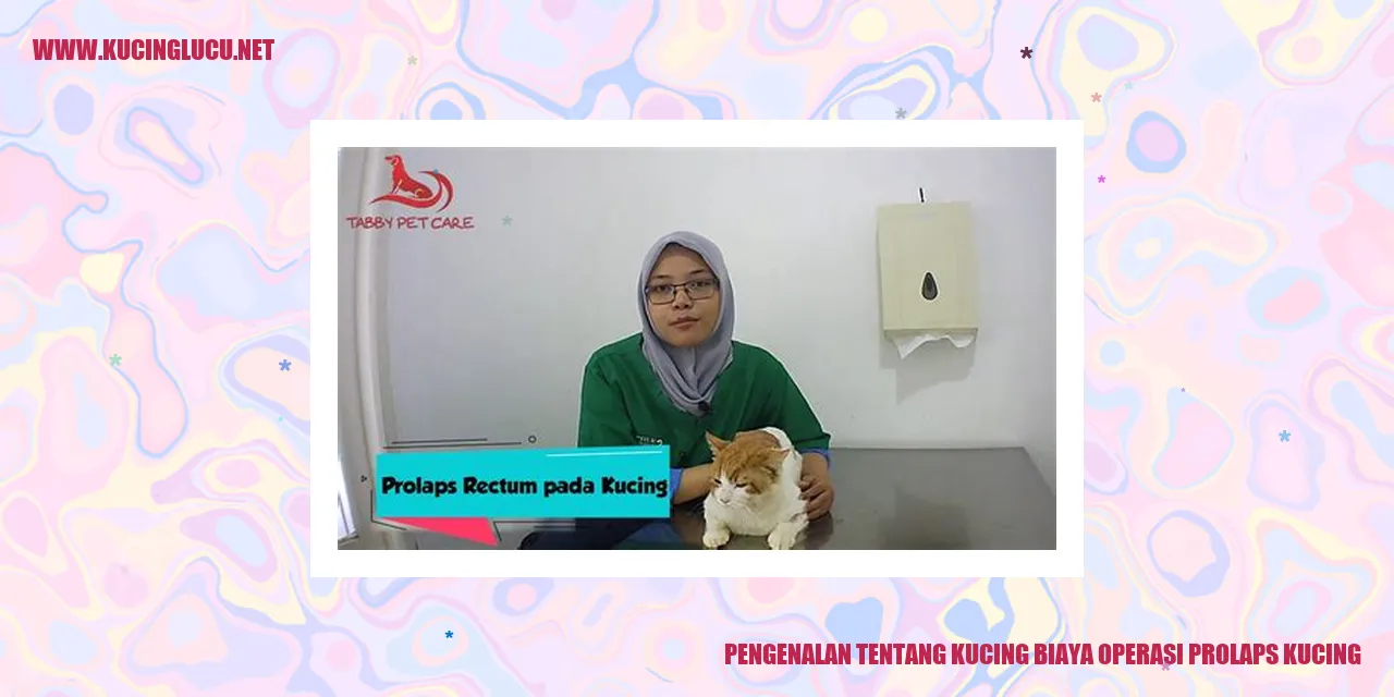 Gambar kucing yang mengalami prolaps