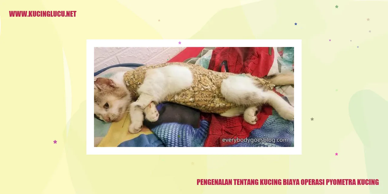 Gambar Kucing