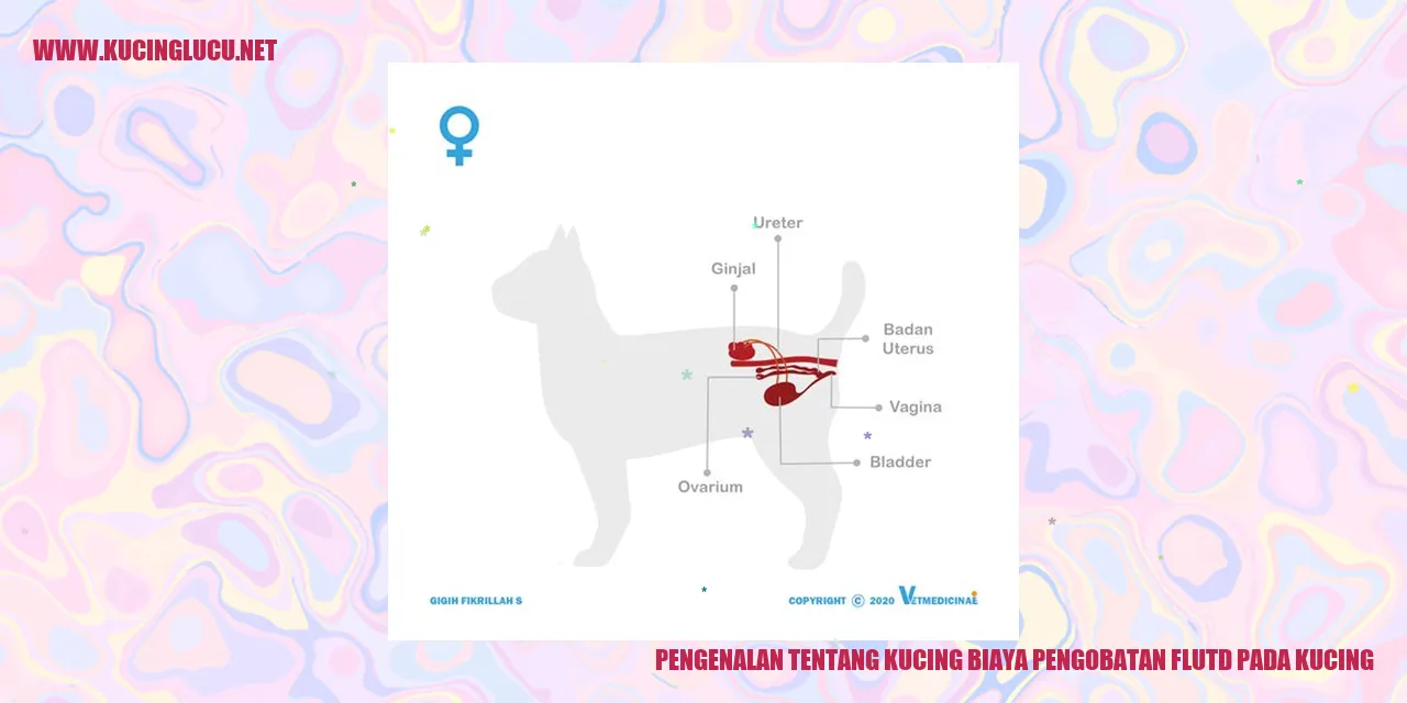 gambar kucing menggemaskan