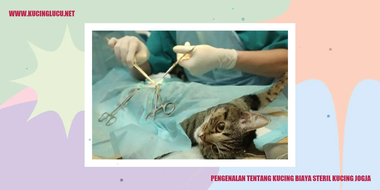 Gambar Kucing